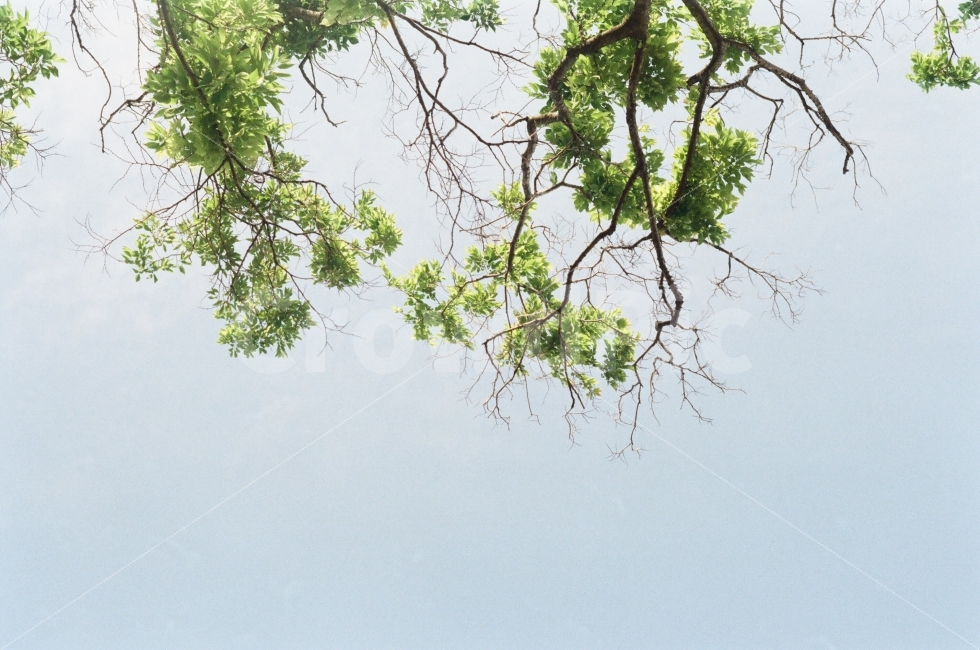 캘리그라피,하늘,나무,여백,자연,필름,필름감성,필름카메라,식물,자연,plants,nature