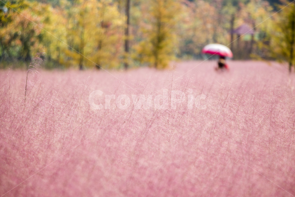 핑크뮬리,뮬리,식물,억새,자연,갈대,소풍,나들이,가을,계절,fall,autumn,season,사람,인물,인간,human,person