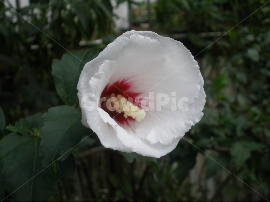 봄,꽃,무궁화,아웃포커스,흰색,봄,계절,spring,season,식물,자연,plants,nature,꽃,flower,plant