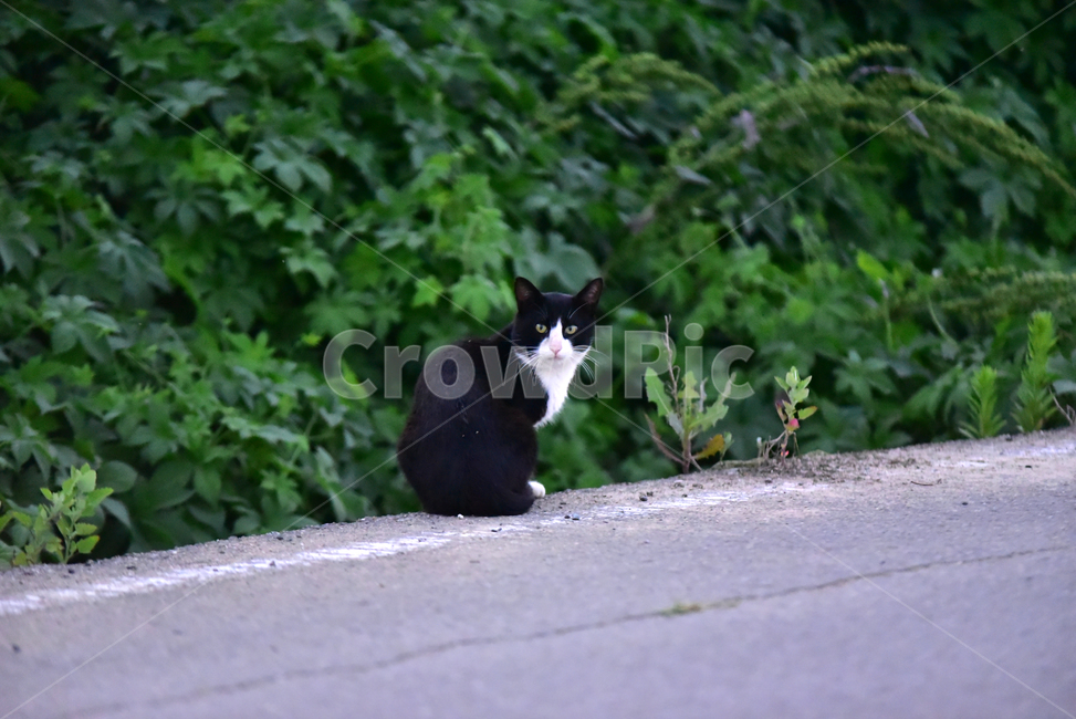길고양이,고양이,길,검정고양이,길냥이,야옹이,귀여운,쳐다보는,cat,black,동물,animal,포유류,mammal,고양이,cat,kitten,kitty
