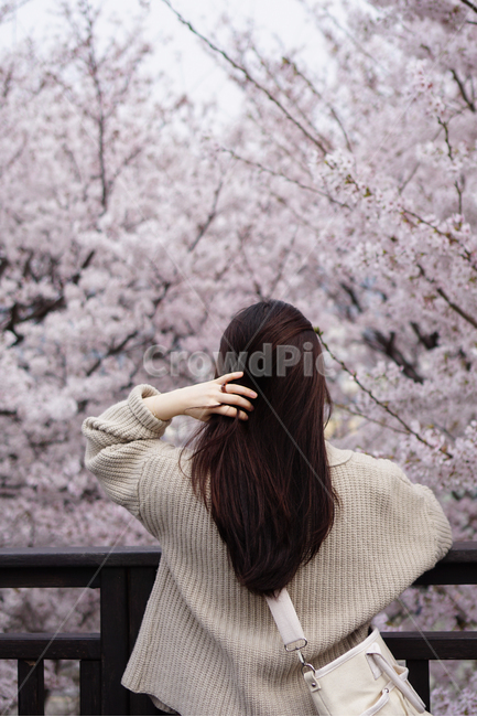 벚꽃,봄,분홍,꽃,하늘,봄,계절,spring,season,사람,인물,인간,human,person,여성,여자,woman,female,lady,여행,휴가,traveling,vacation,trip,plant,식물,flower,cherry blossom,blossom