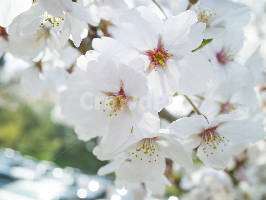 봄,4월,벚꽃,blossom,sakura,flower,꽃,식물,소풍,picnic,garden,공원,park,background,배경,순백,향기,봄,계절,spring,season