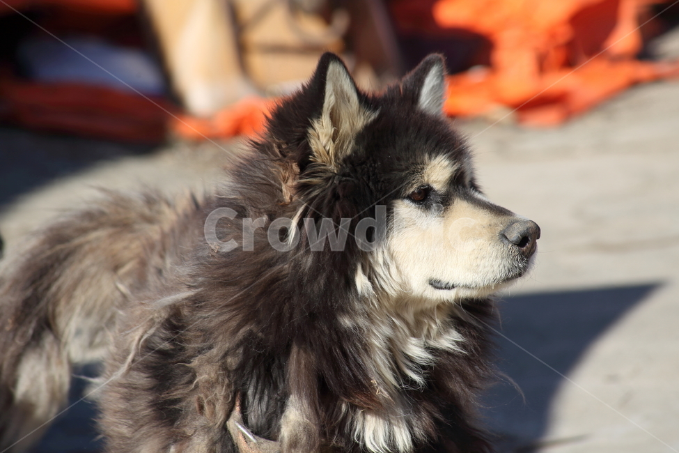시베리안허스키,개,동물,포유류,siberianhusky,동물,animal,포유류,mammal,개,강아지,dog,doggy