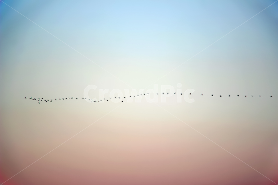 하늘,새,점선,색감,감성,동물,animal,조류,새,birds,색깔,색상,색채,색감,color sense,color sensitivity,feeling of color