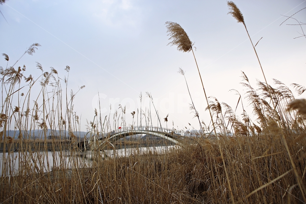 미생의다리,다리,갯벌,바다,생태공원,자연,배경,풍경,자연,풍경,nature,landscape,grass,잔디,plant,식물,lawn,reed,갈대