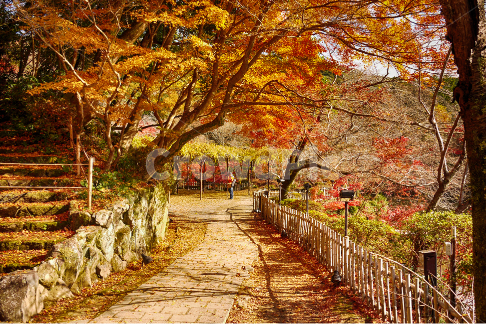 일본,나가사키,가을,단풍,자연,풍경,미후네야마,일본풍경,가을,계절,fall,autumn,season,자연,풍경,nature,landscape,tree,나무,plant,식물,leaf,잎