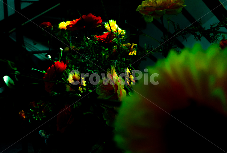 꽃,장미,식물,flower,rose,plant,식물,자연,plants,nature,꽃,flower