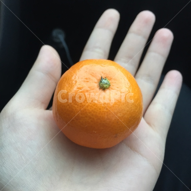 귤,겨울,손,주황색,과일,과일,열매,fruit