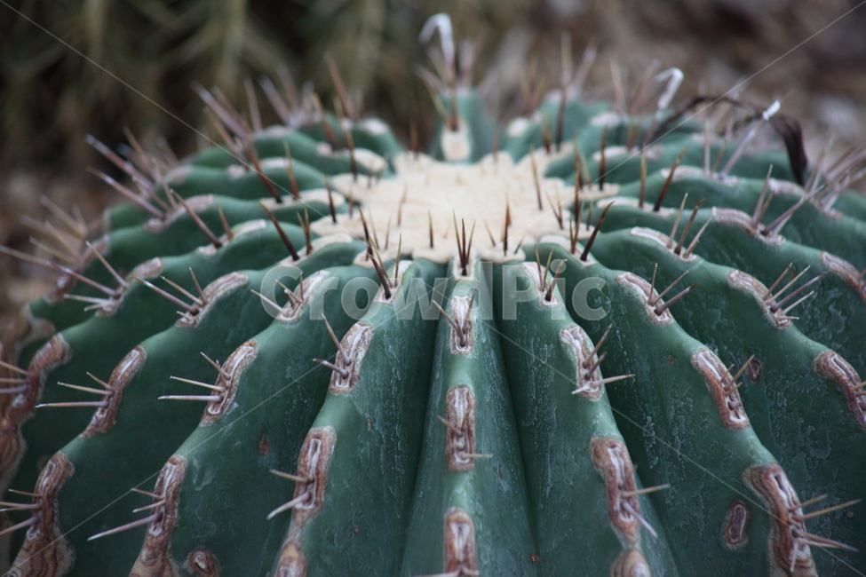 청반야선인장,선인장,온실,astrophytum,cactus,식물,자연,plants,nature