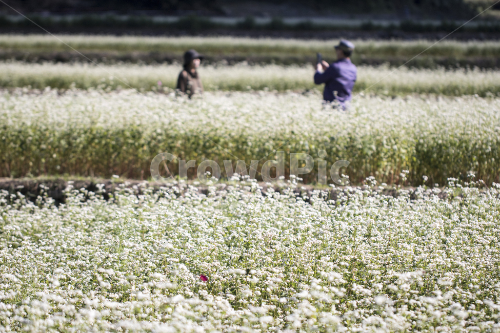꽃,메밀,메밀꽃,꽃밭,가을,가을꽃,person,사람,human,인간,field,들