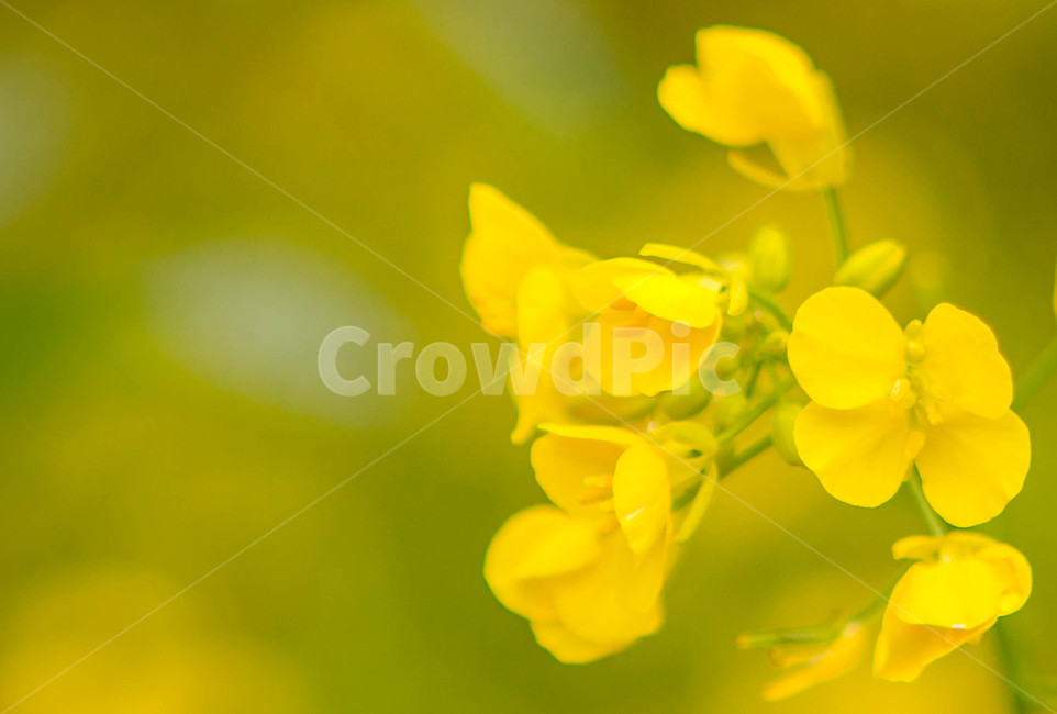 유채꽃,꽃밭,노란꽃,봄꽃,꽃,봄날,봄,계절,spring,season,식물,자연,plants,nature,꽃,flower
