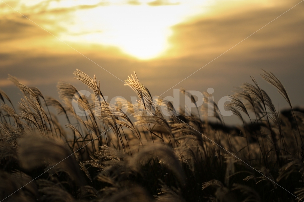 가을,하늘,노을,그리고,억새풀,가을,계절,fall,autumn,season,자연,풍경,nature,landscape,식물,plants,감성,sensible,feeling,grass,잔디,plant,lawn