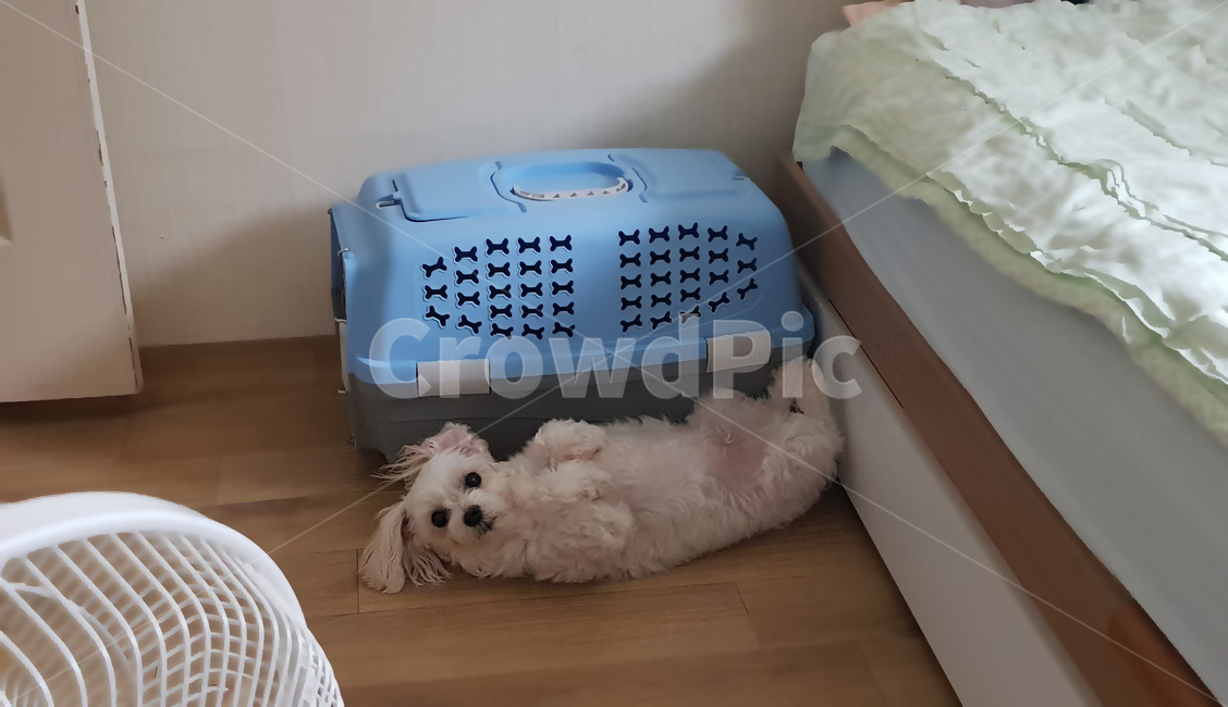 강아지,댕댕이,멍멍이,말티즈,몰티즈,소형견,하얀강아지,하얀개,개,귀여운강아지,흰개,dog,maltese