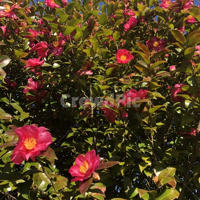 꽃,동백꽃,cameliaflower,식물,빨간꽃,자연,nature,flower,plants,겨울꽃,winter,제주,식물,자연,plants,nature,꽃,flower