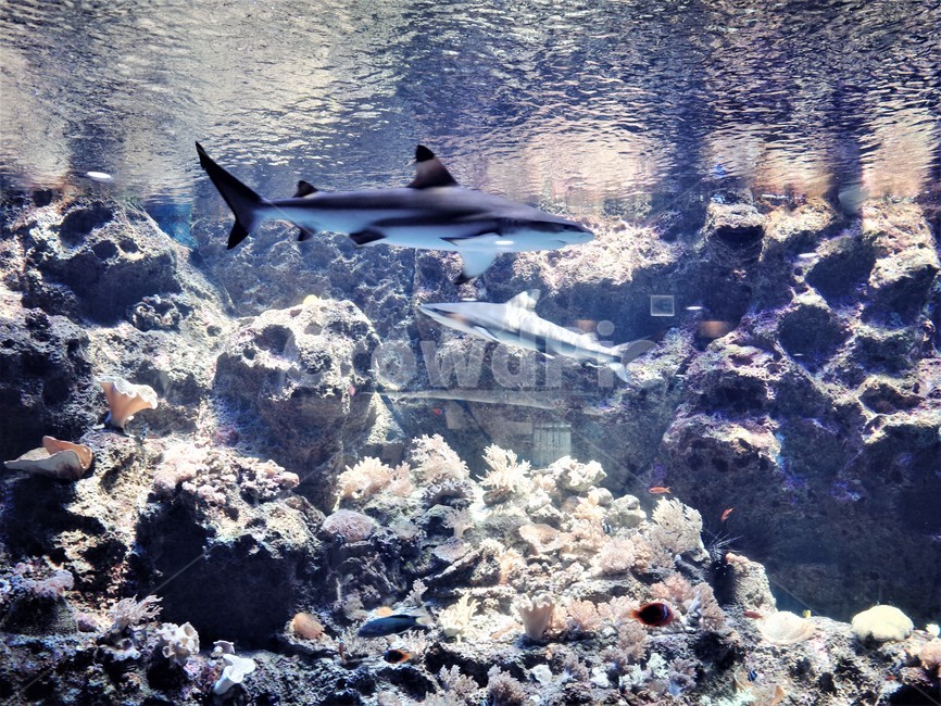 수조관,water,물,sea,바다,자연,nature,sealife,해양생물,산호초,상어