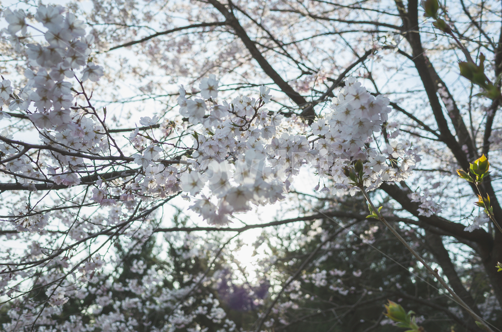 벚꽃,봄,벚꽃축제,벚꽃놀이,벚나무,꽃,계절,4월,자연,식물,나무,아름다운,cherryblossoms,spring,flower,season,april,nature,plant,tree,sensibility,beautiful