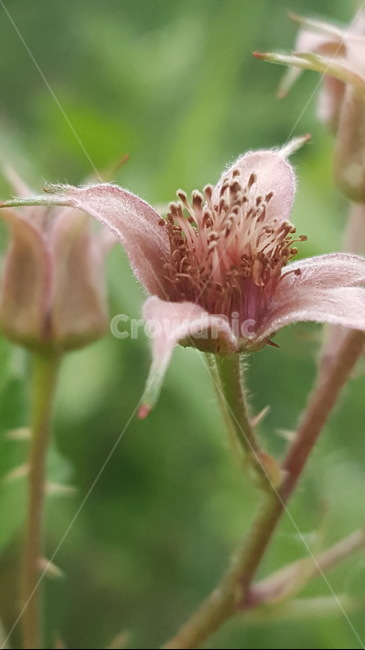 plant,식물,pollen,꽃,flower