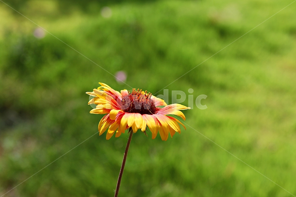 인디언국화,국화,꽃,식물,공원,식물,자연,plants,nature,꽃,flower
