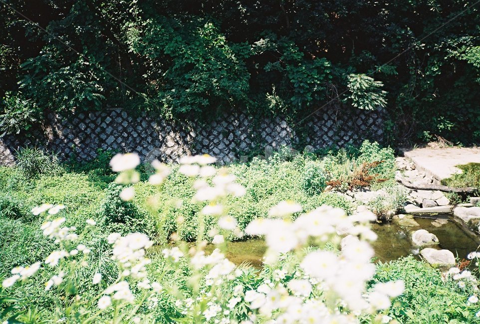 꽃,들꽃,야생꽃,flower,자연,식물,식물,자연,plants,nature,꽃,flower