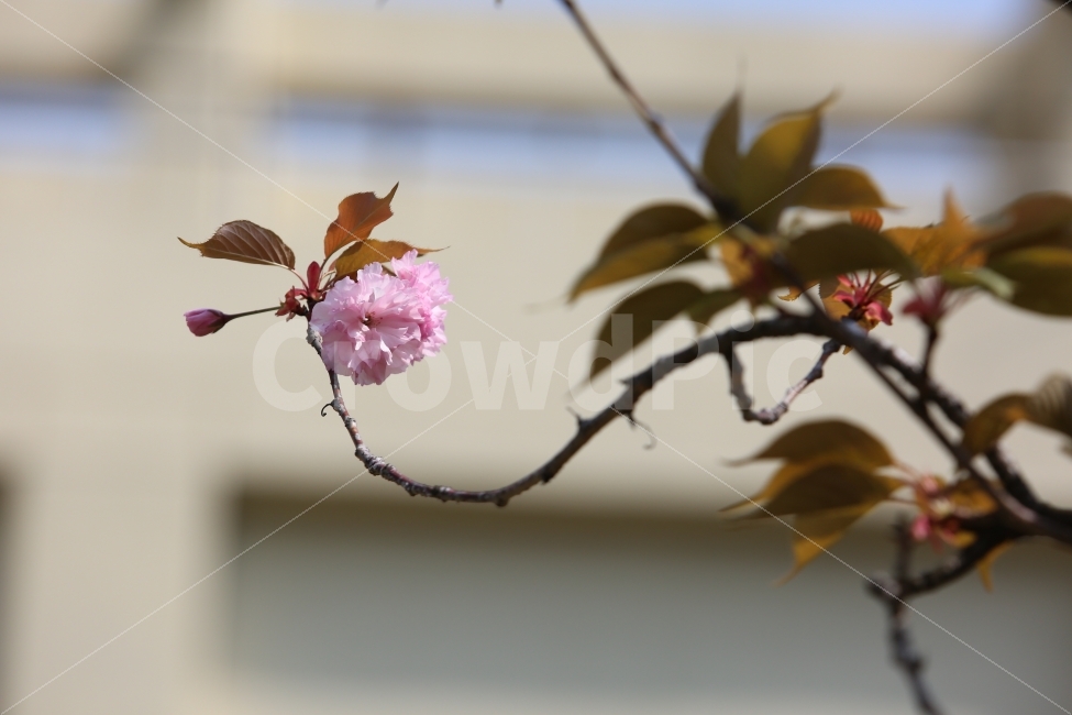 봄,식물,꽃,분홍,곡선,봄,계절,spring,season,식물,자연,plants,nature,꽃,flower,plant,blossom