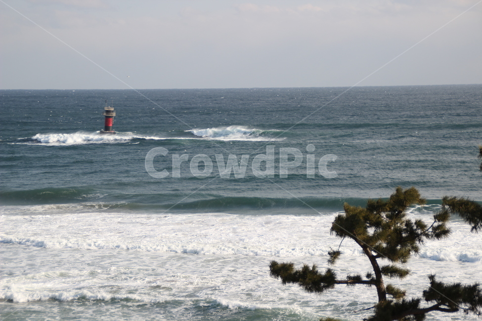 경포대,동해,바다,소나무,파도,대한민국,한국,gyeongpodae,eastsea,sea,pinetree,wave,republicofkorea,southkorea,자연,풍경,nature,landscape