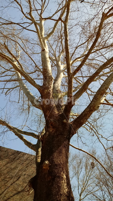 하늘,sky,tree,treetrunk,나무줄기,나무가지,큰나무