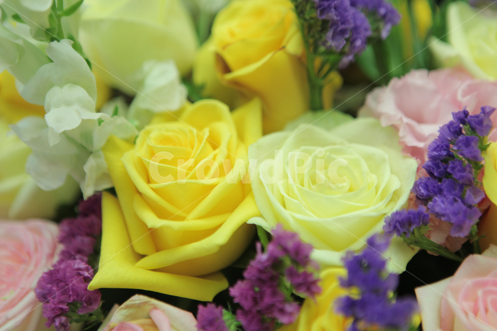 꽃,꽃다발,장미,배경,plant,blossom,flower,flowerarrangement,flowerbouquet,꽃꽂이
