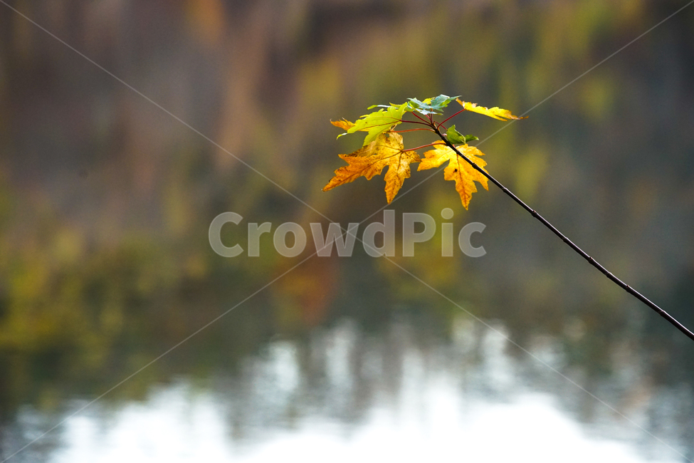 가을,단풍,계절,감성,나뭇잎,식물,자연,가을,계절,fall,autumn,season,leaf,잎,plant