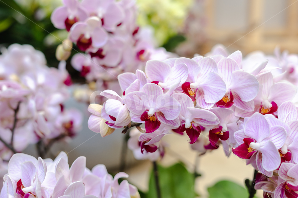 꽃,식물,난,화초,꽃잎,식물,자연,plants,nature,꽃,flower