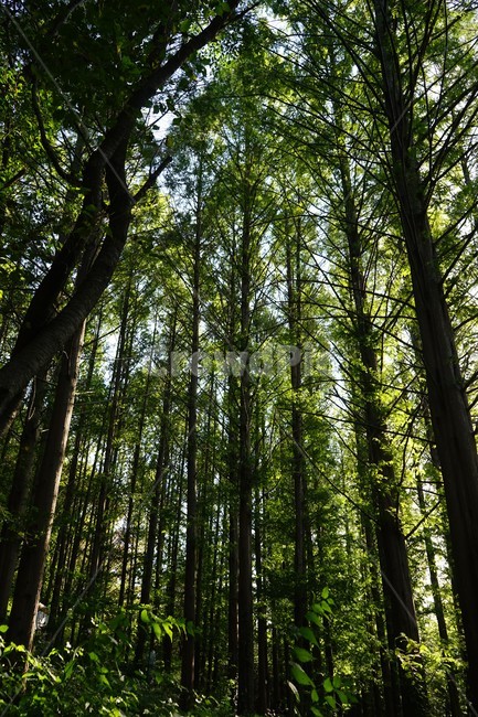 자연,나무,숲,식물,건강,휴식,힐링,치유,woods,forest,green,nature,자연,풍경,nature,landscape,plant