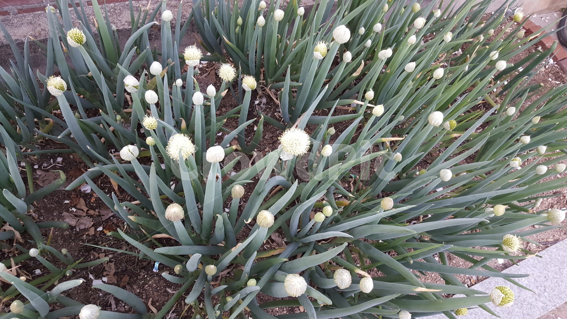 파,식물,밭,파밭,파꽃,식물,자연,plants,nature