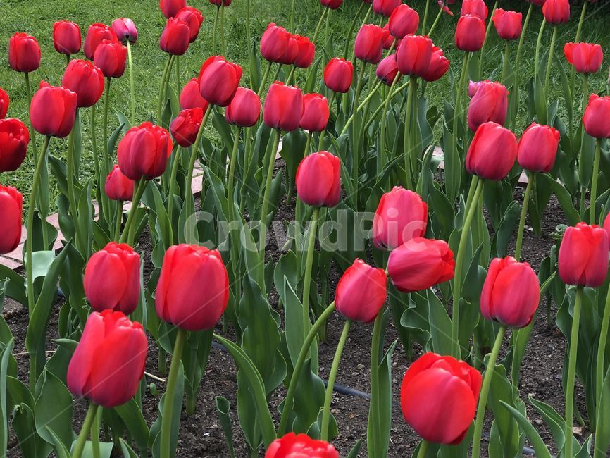 꽃,튤립,꽃밭,flower,tulip,빨간꽃,빨강,식물,plant,자연,풀