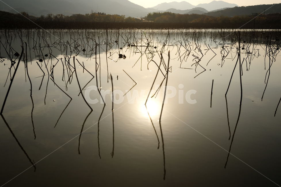주남저수지,겨울연밭,연못,대칭,창원,자연,풍경,nature,landscape,outdoors,옥외,land,땅,water,물