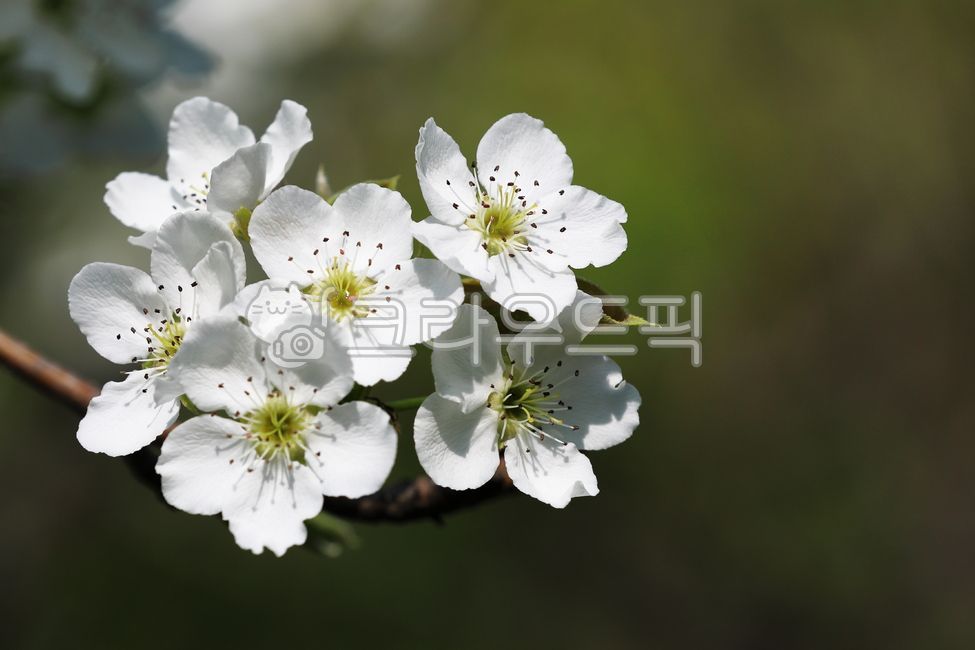배꽃, 배나무, 꽃, 꽃잎, flower, 사진,이미지,일러스트,캘리그라피 - 우린또작가