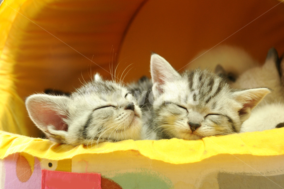 동물,고양이,어린,귀여움,잠,동물,animal,포유류,mammal,고양이,cat,kitten,kitty