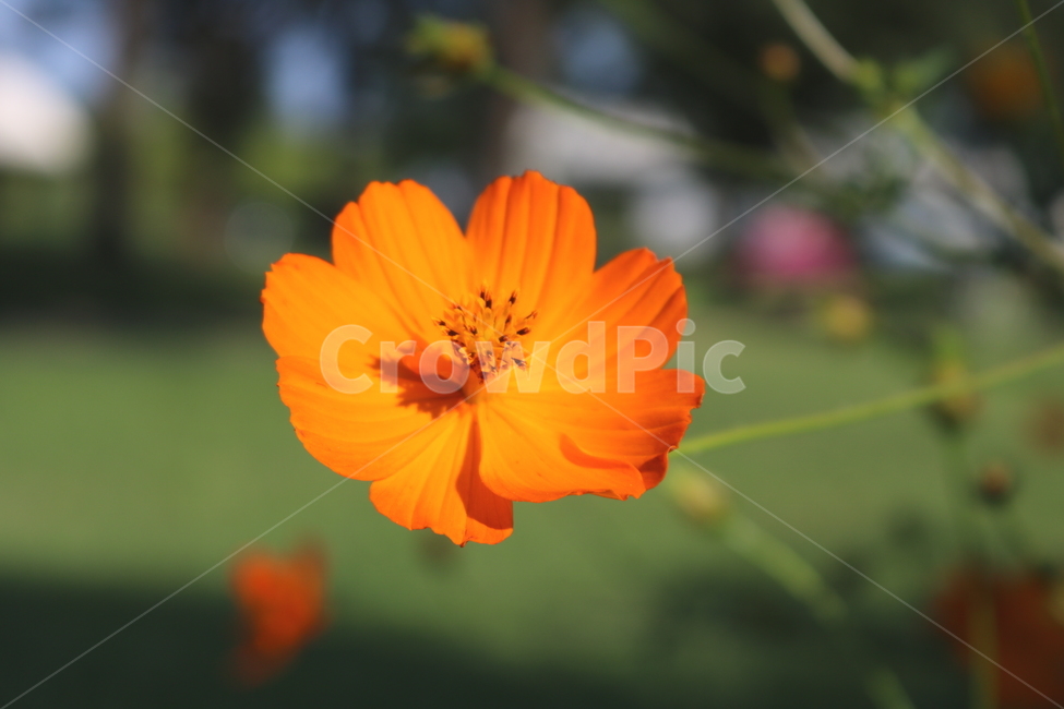 꽃,코스모스,식물,코스모스꽃,황코스모스,국화,국화과,야생화,들꽃,길국화,추영,자연,풍경,식물,자연,plants,nature,꽃,flower