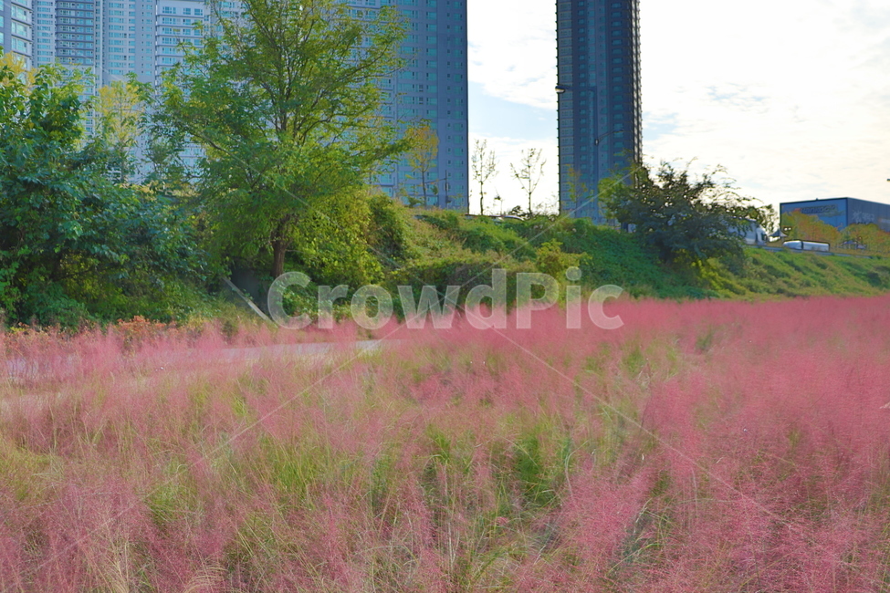 Pink muhly,flowers,nature,plants,pink silver grass,flower garden,pink flower,autumn,Daejeon Pink Muhly,flower