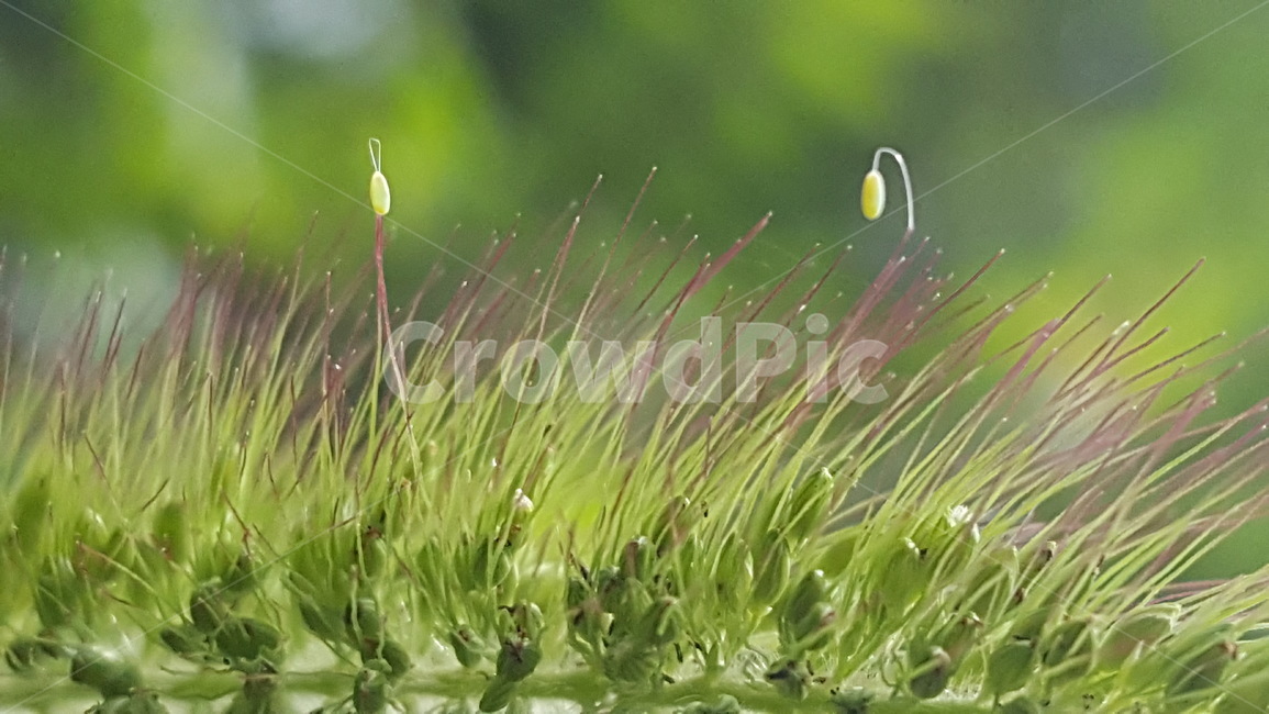 우담바라,풀잠자리알,물잠자리알,야생화,식물