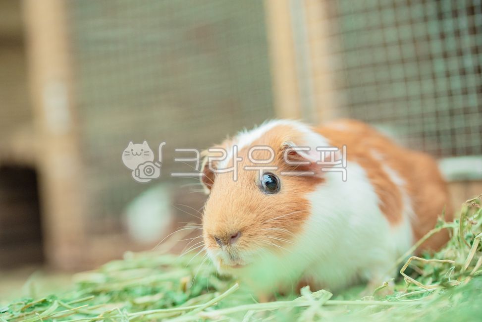동물,포유류,설치류,기니피그,animal