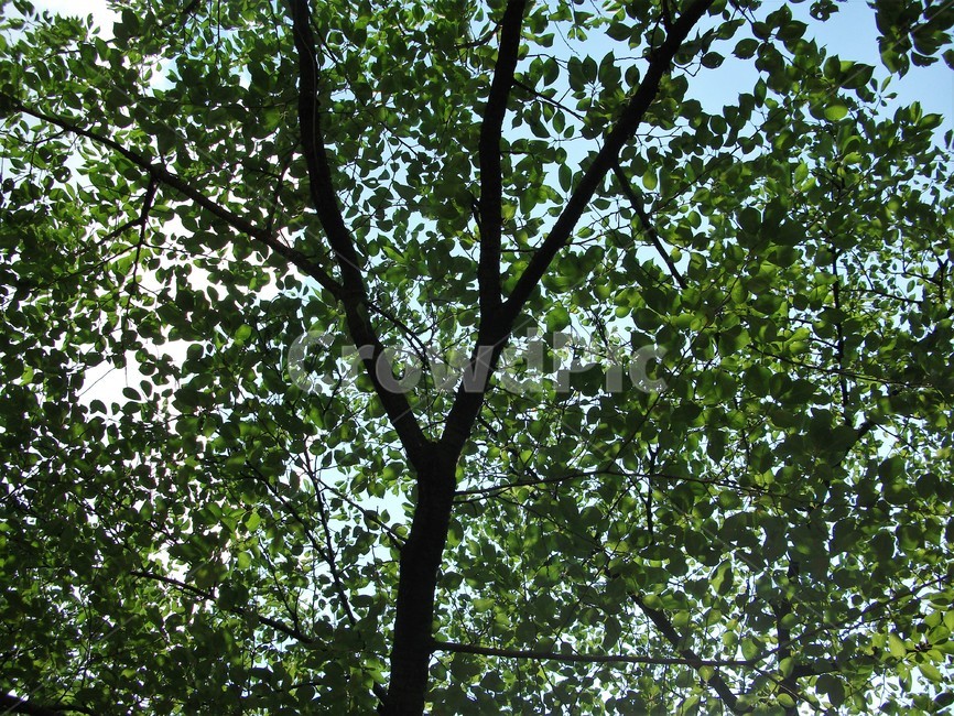 나무,자연,잎,신록,초여름,싱그러움,tree,nature,leaves,green,earlysummer,season,식물,자연,plants,nature,나무,trees,wood