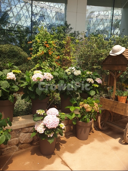 수국,꽃,화원,식물원,식물,화분