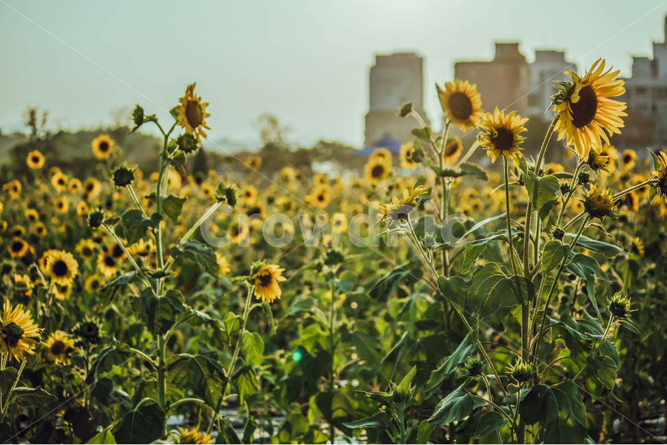 green,sun,sunflower,flower,Field,sunlight,lens flare,Freshness,gay