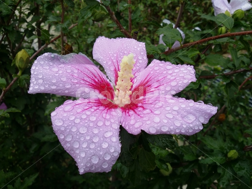 꽃,식물,flower,plant,무궁화,식물,자연,plants,nature,꽃,flower