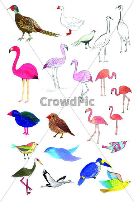 animal,동물,bird,새,꿩,pheasant,duck,오리,학,crane,flamingo,홍학