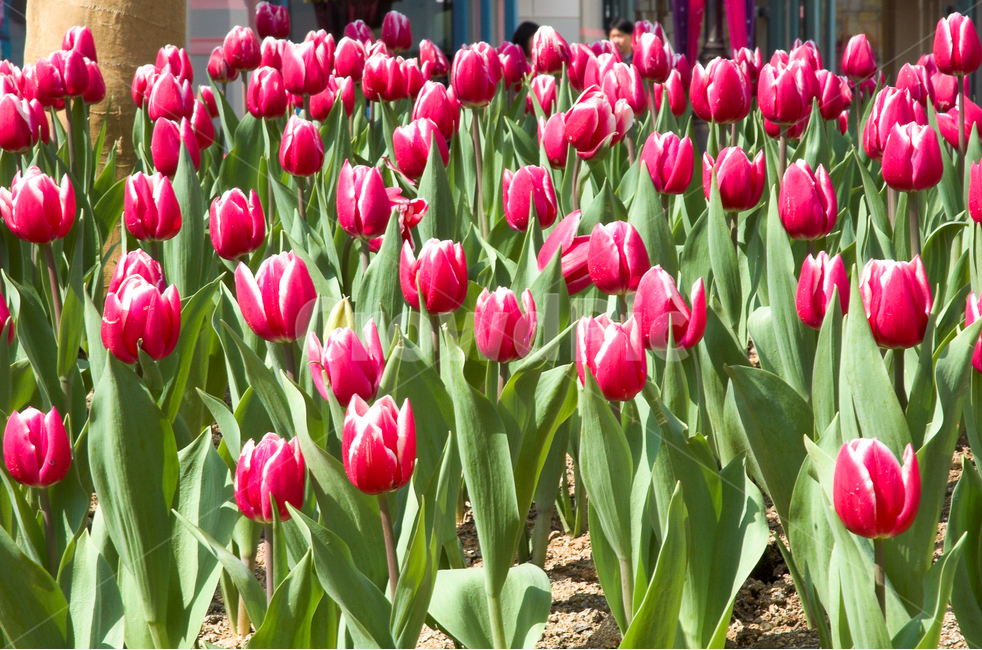 관상,화초,화분,식물원,꽃,봄,계절,spring,season,식물,자연,plants,nature,꽃,flower,plant,blossom