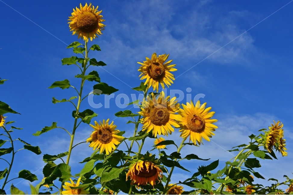 해바라기꽃,plant,식물,flower,blossom,꽃,outdoors,옥외,nature,자연,하늘,구름,파란하늘