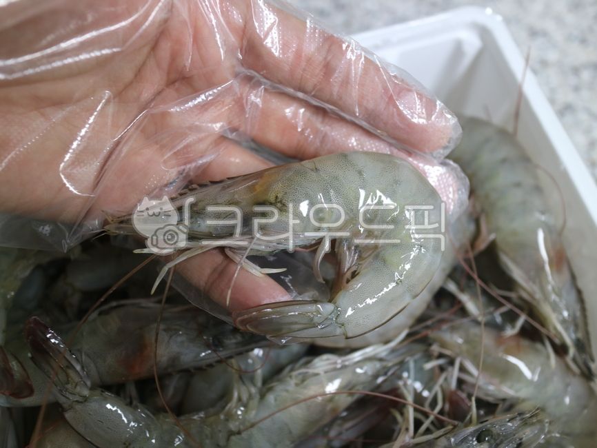 새우,생새우,흰다리새우,복새우,신안새우