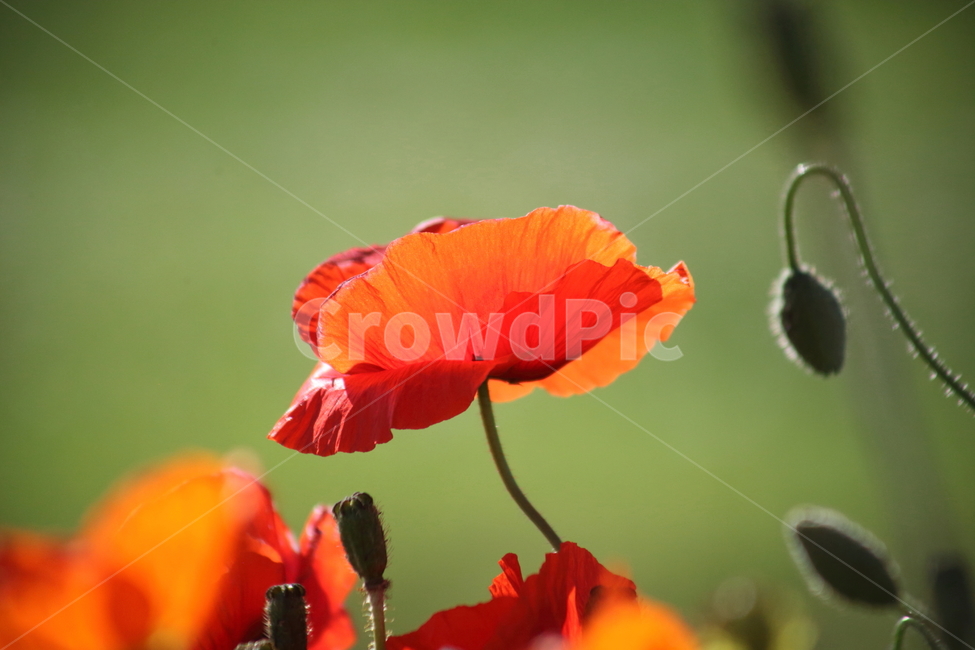꽃양귀비,개양귀비,양귀비,꽃,poppy