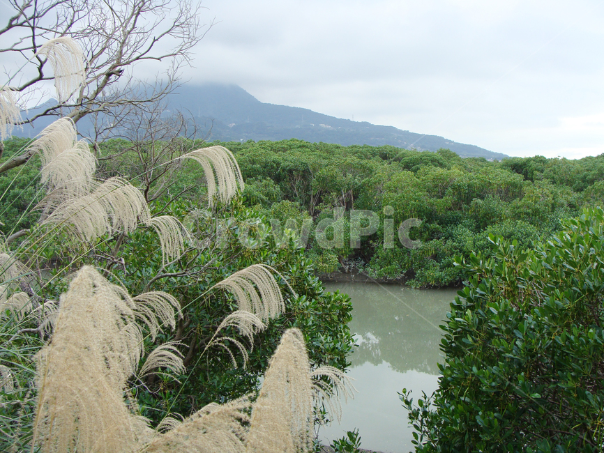맹그로브,갈대,억새,가을,맹그로브숲,nature,자연,outdoors,옥외,land,땅,beautiful,sky,landscape,scenery,background,silvergrass,mangrove,swamp,forest,reed,풍경,배경,숲,늪,자연,풍경,nature,landscape