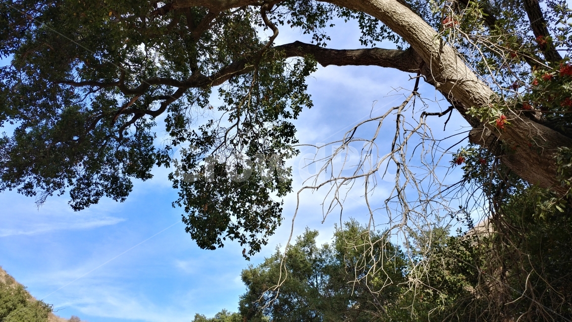 자연풍경,켈리포니아,겨울숲,나무,겨울하늘,여름같은날씨,숲,하이킹,California,winterforest,wintersky,summerlike,hiking,식물,자연,plants,nature,나무,trees,wood